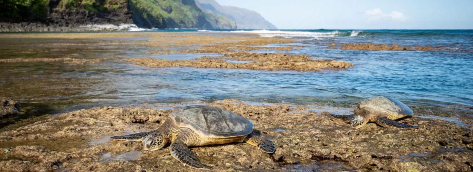 Turtle sunbathing