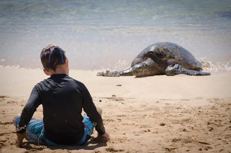 turtle next to boy