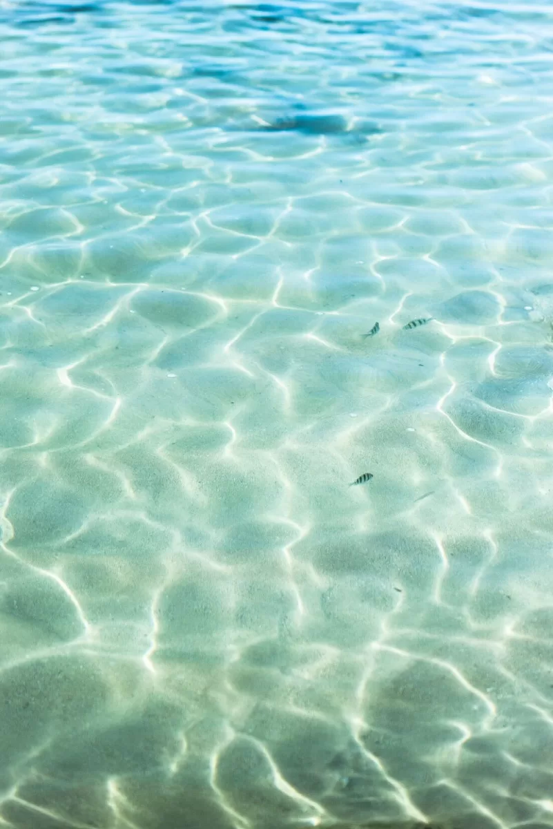 fish in clear blue Kauai water