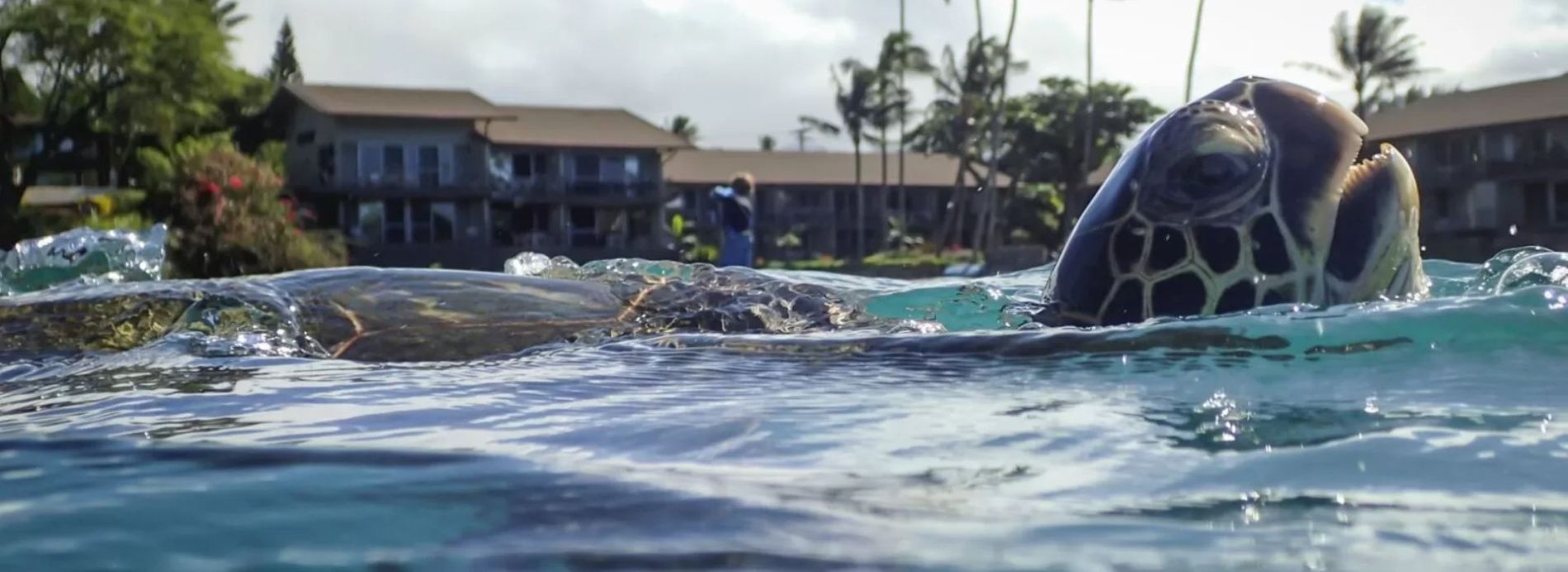 Sea turtle swimming