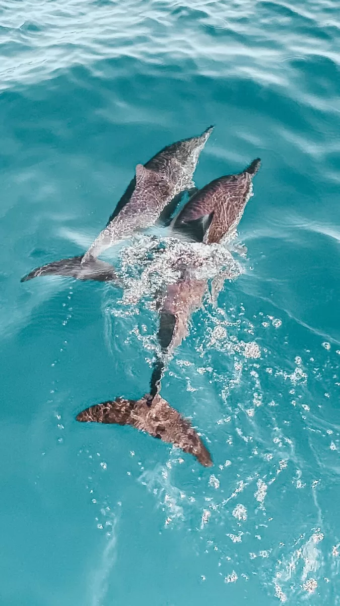 two dolphins