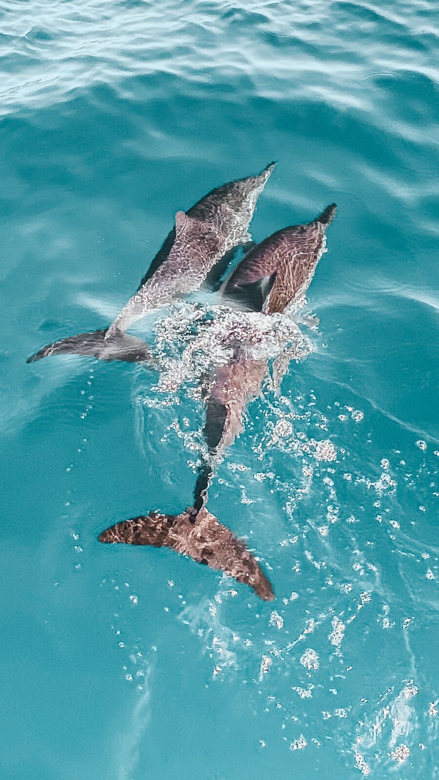 Kauai Swim With Dolphins at Loretta Gabbard blog