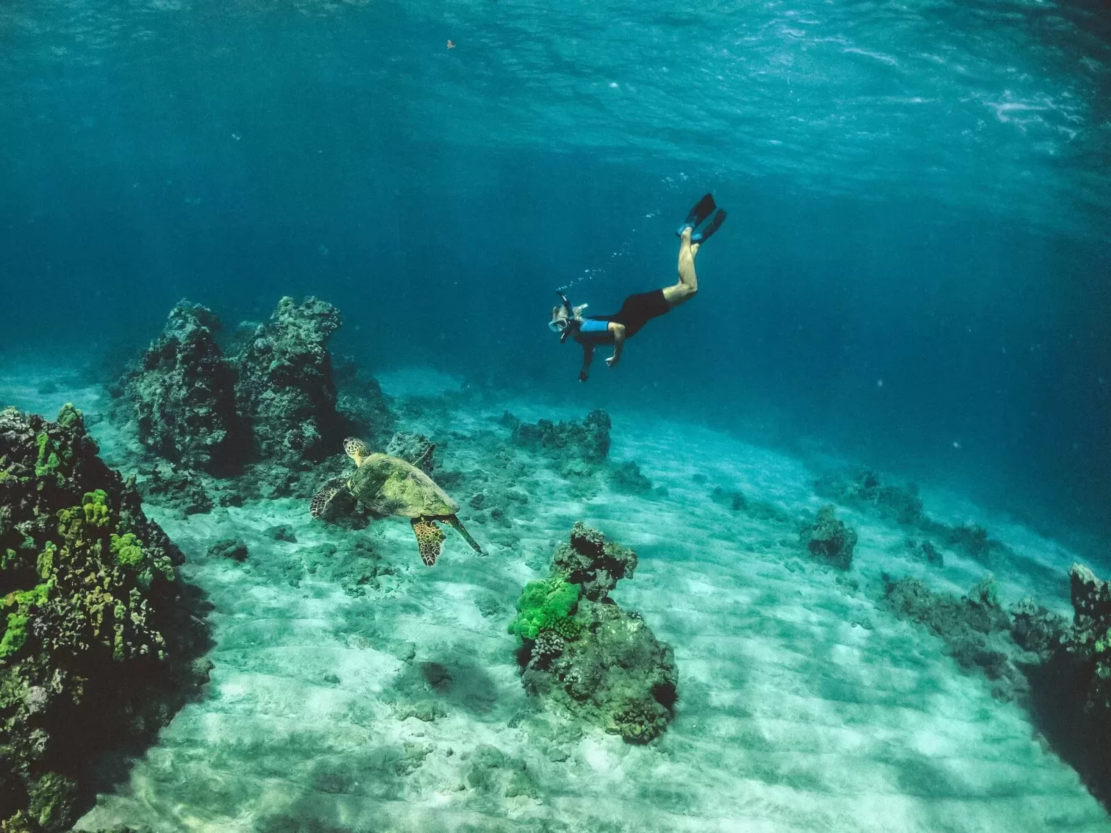 person diving in ocean