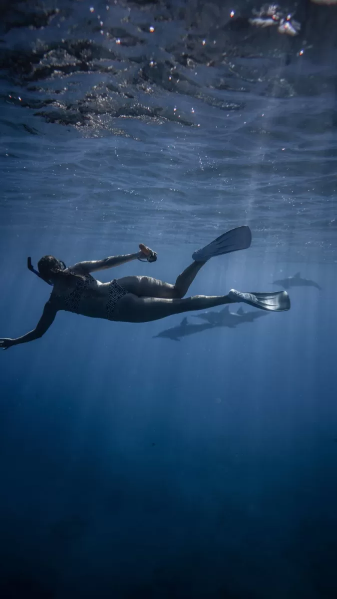 person snorkling with dolphins