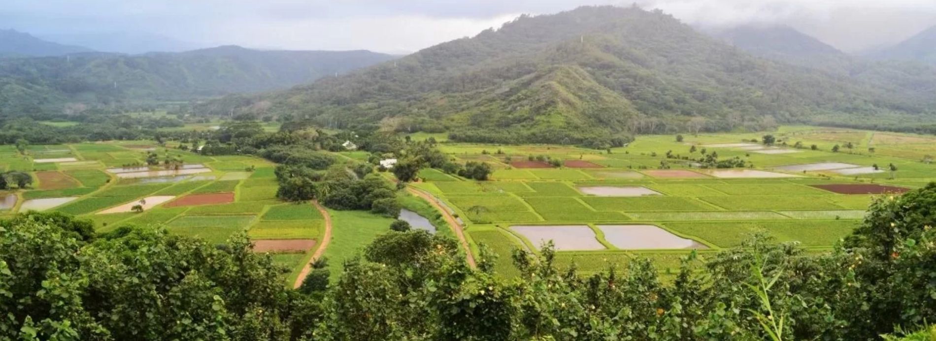 Aerial of Kauai farm