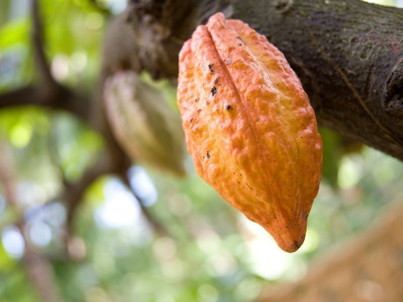 up close image of cacao tree