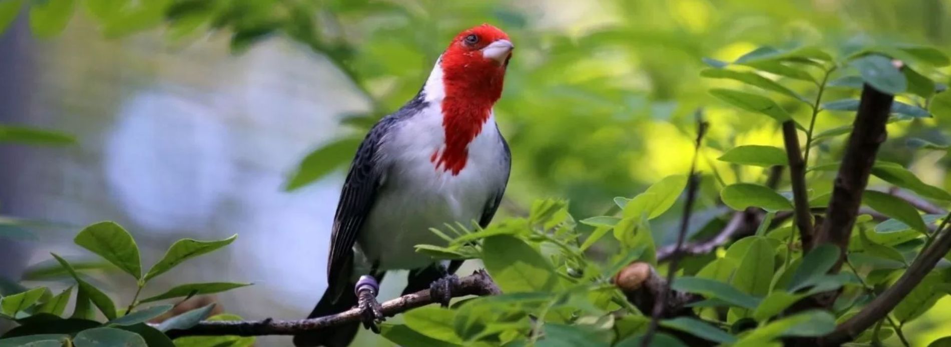 The Ultimate Birdwatching Guide to Kauai