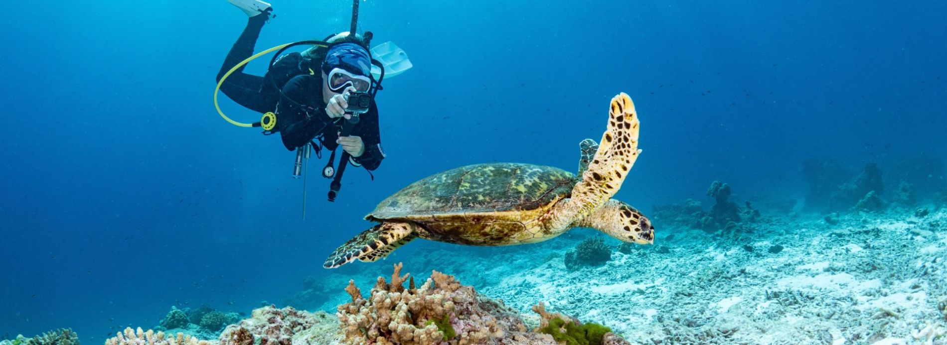 Scuba diver photographing a sea turtle