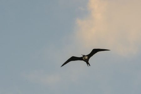 bird soaring over Kauai