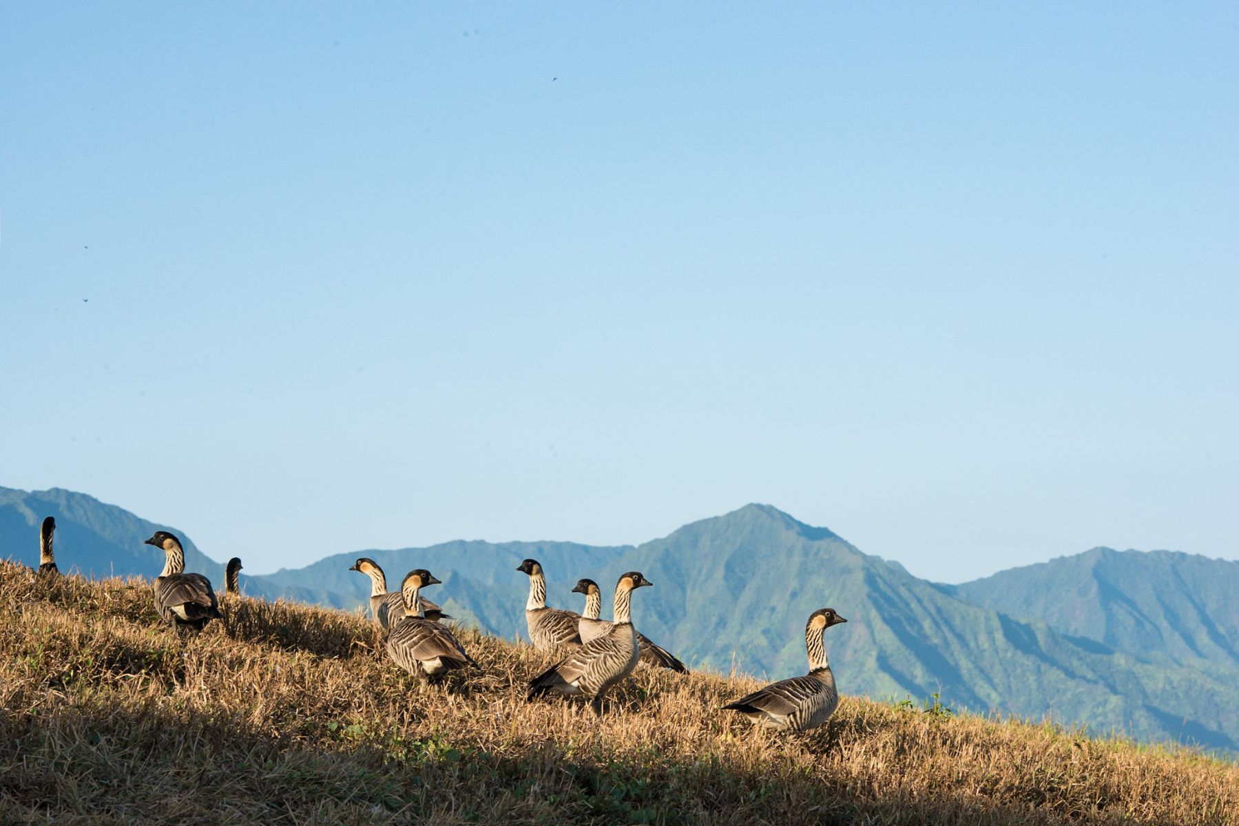 Kauai native birds